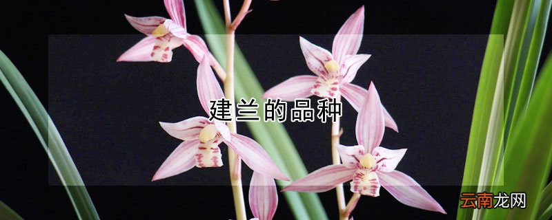 建兰的品种