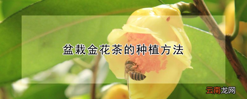 盆栽金花茶的种植方法