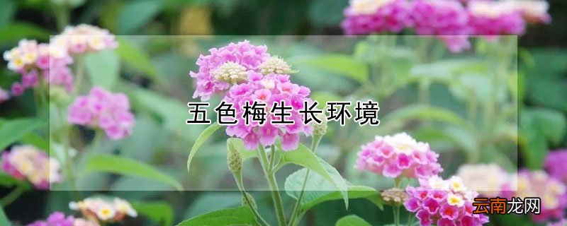 五色梅生长环境