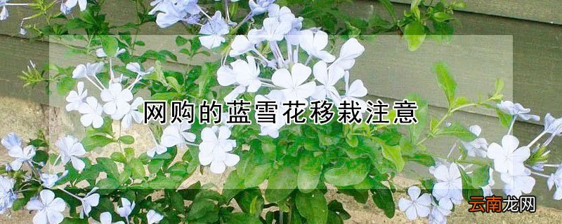 网购的蓝雪花移栽注意