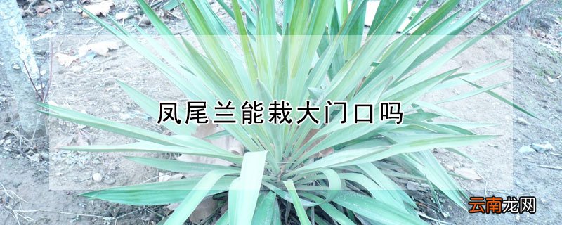 凤尾兰能栽大门口吗