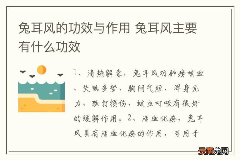 兔耳风的功效与作用 兔耳风主要有什么功效