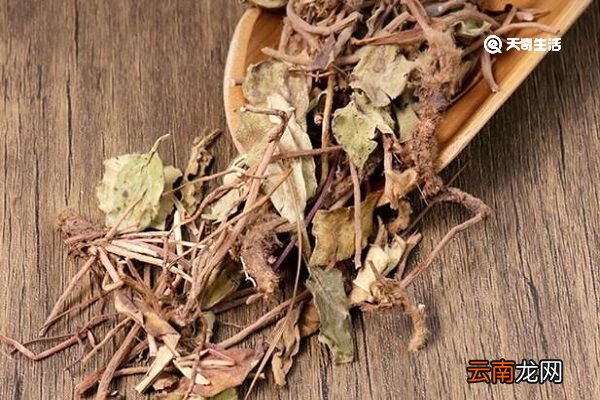 兔耳风的功效与作用 兔耳风主要有什么功效