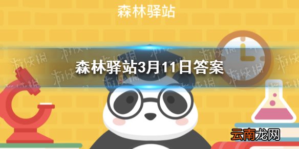 小熊猫是幼年的大熊猫吗 森林驿站3月11日答案