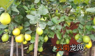 盆栽香橼树造型技巧 盆栽香橼树造型技巧如下