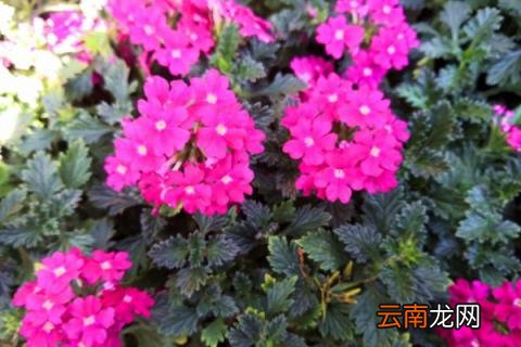 美女樱枝条枯萎的原因