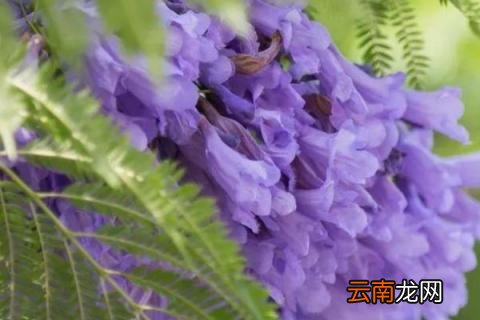 如何扦插蓝花楹技术