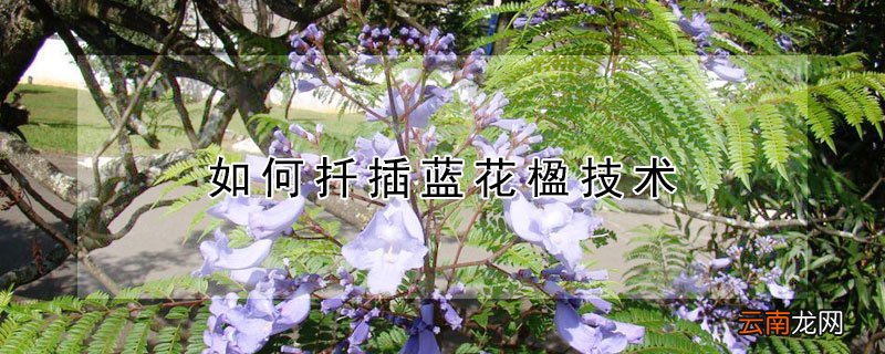 如何扦插蓝花楹技术