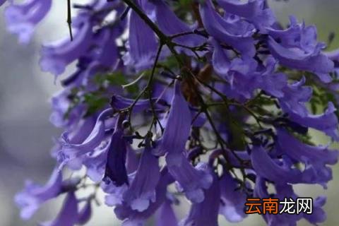 如何扦插蓝花楹技术