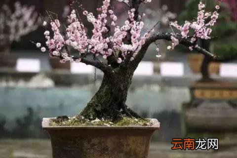 盆栽梅花冬天可以放在室外吗