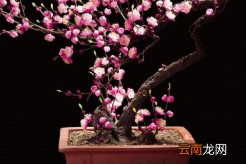 盆栽梅花冬天可以放在室外吗
