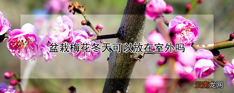 盆栽梅花冬天可以放在室外吗