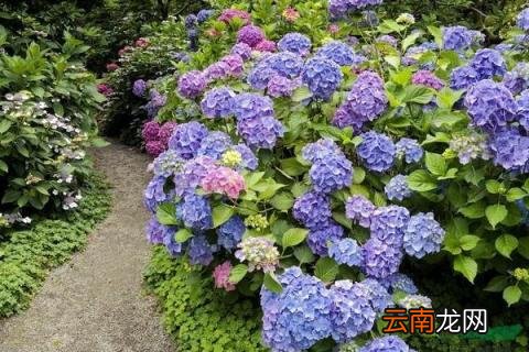绣球花冬天怎么养要注意什么