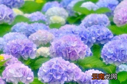 绣球花冬天怎么养要注意什么