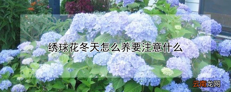 绣球花冬天怎么养要注意什么