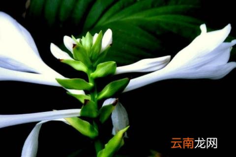 玉簪花怎么养爆盆