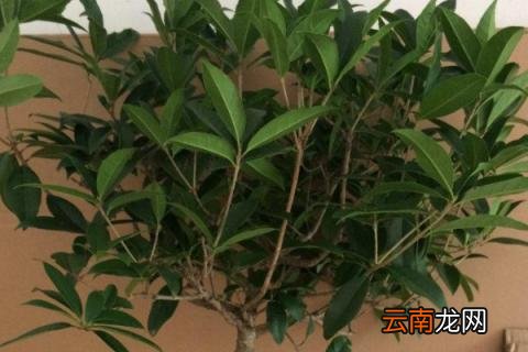 桂花直接插土里可以生根吗