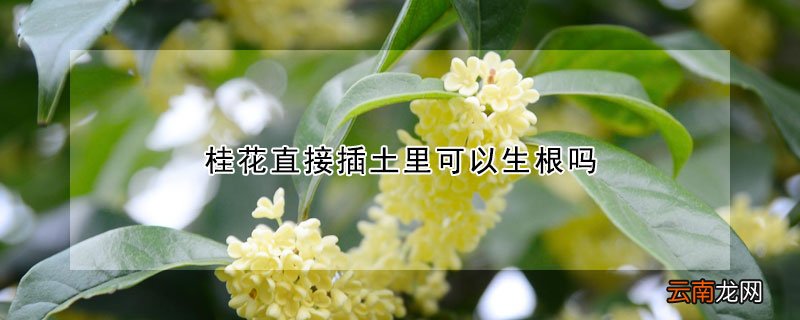 桂花直接插土里可以生根吗