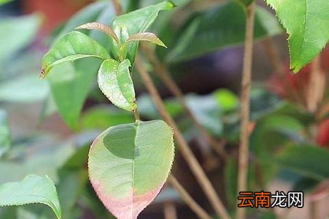 桂花直接插土里可以生根吗