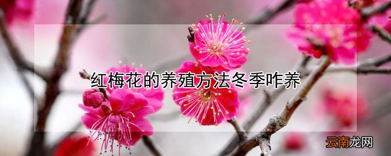红梅花的养殖方法冬季咋养