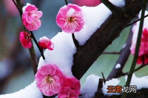 红梅花的养殖方法冬季咋养