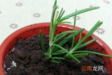 迷迭香几月可以扦插