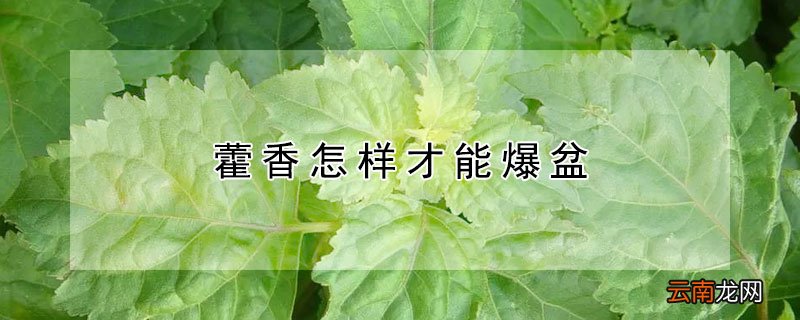 藿香怎样才能爆盆