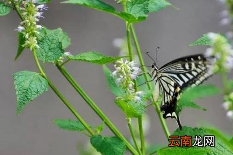藿香怎样才能爆盆