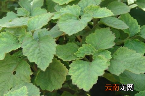 藿香怎样才能爆盆