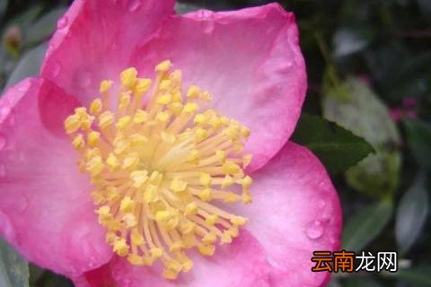 茶梅的修剪方法和注意事项