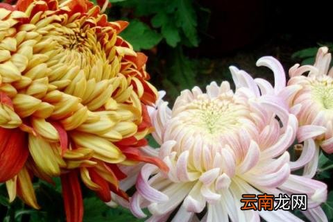 菊花需要天天浇水吗