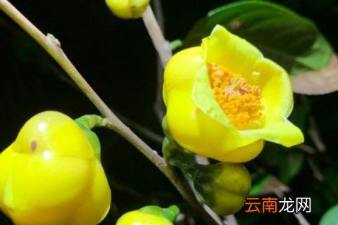 金花茶移栽注意事项