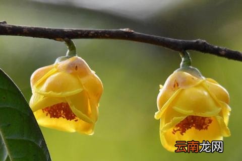 金花茶移栽注意事项