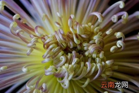 四季菊花怎么养多开花
