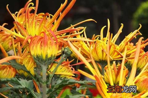四季菊花怎么养多开花