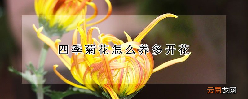 四季菊花怎么养多开花