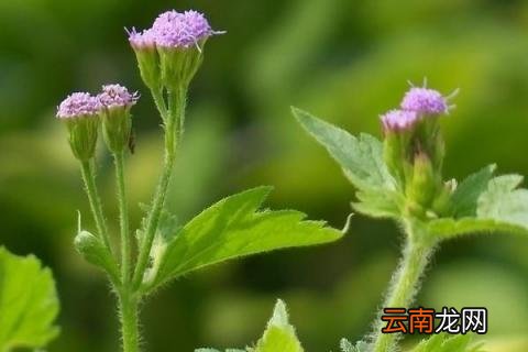 藿香什么时候收割最好