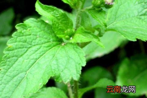 藿香什么时候收割最好