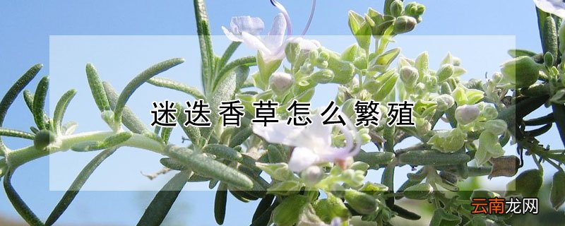 迷迭香草怎么繁殖