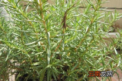 迷迭香草怎么繁殖