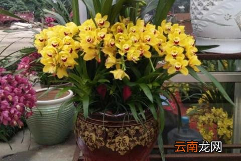 如何给大花蕙兰换盆
