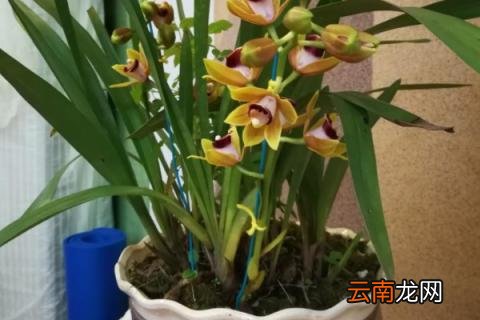 如何给大花蕙兰换盆