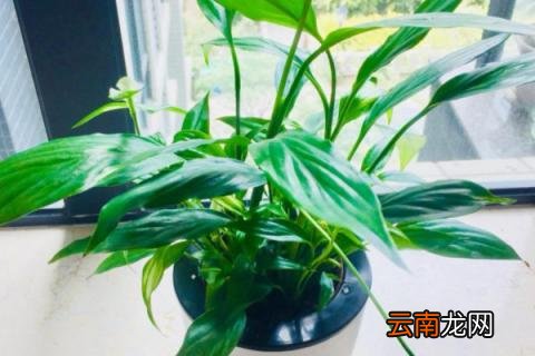 白掌没有根能插活吗
