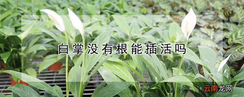 白掌没有根能插活吗