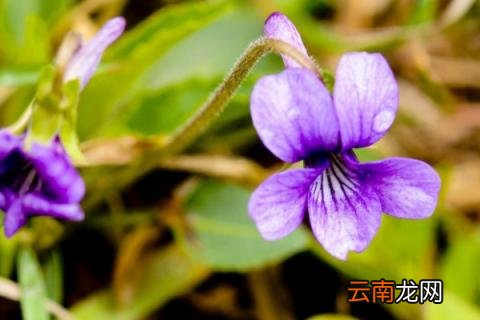 堇菜和紫花地丁区别