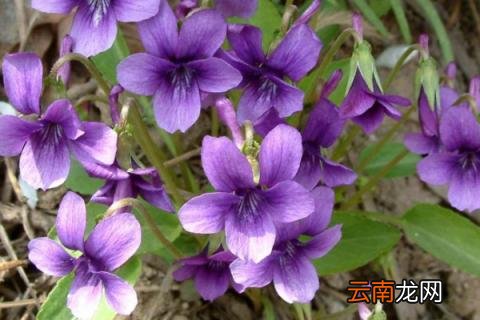 堇菜和紫花地丁区别
