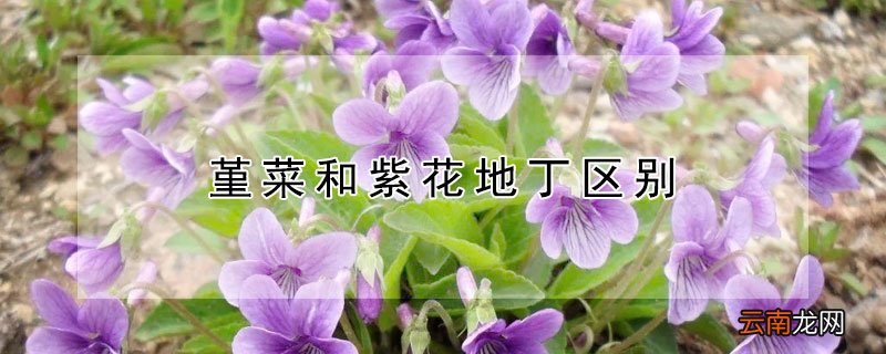 堇菜和紫花地丁区别