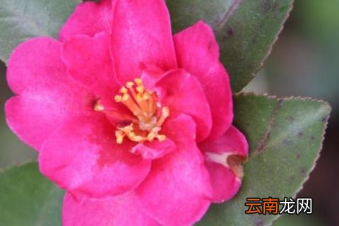 茶梅繁殖方法和时间