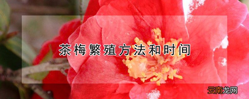 茶梅繁殖方法和时间