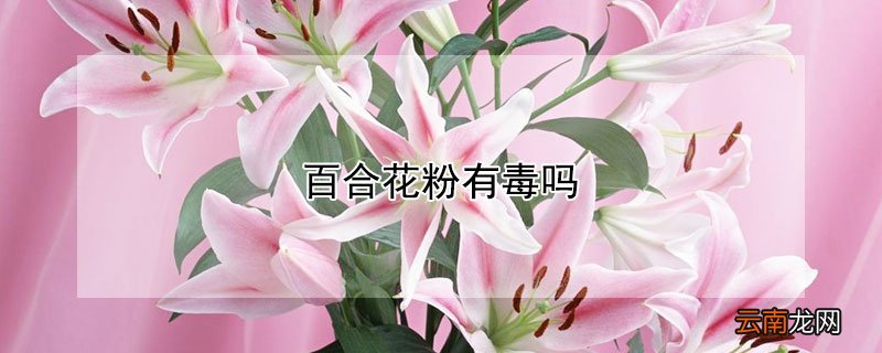 百合花粉有毒吗